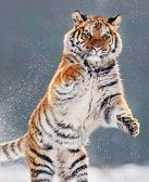 ���䣺�����ϻ��Ŀ���